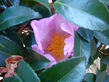 dsc00920_thumb.jpg