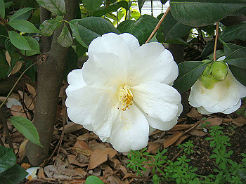 dsc01529_thumb.jpg