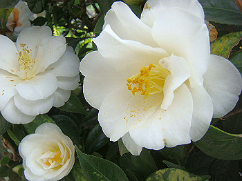 dsc01530_thumb.jpg