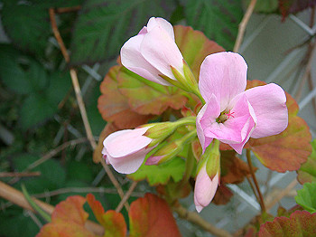 dsc01538_thumb.jpg