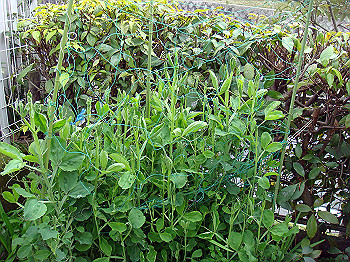 dsc01545_thumb.jpg
