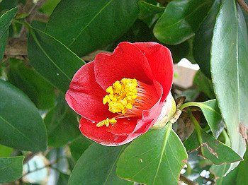 dsc01549_thumb.jpg