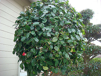 dsc01550_thumb.jpg