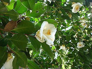 dsc01629_thumb.jpg