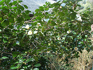 dsc01630_thumb.jpg