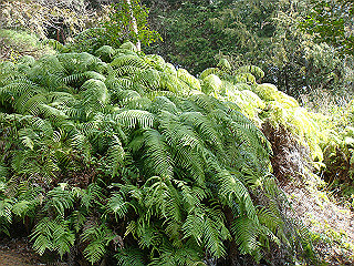 dsc01654_thumb.jpg
