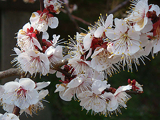 dsc01758_thumb.jpg