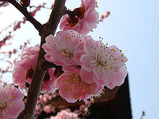 dsc01763_thumb.jpg