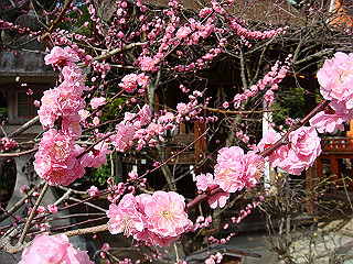 dsc01778_thumb.jpg
