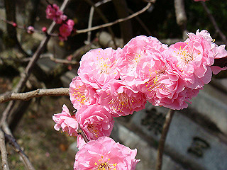 dsc01779_thumb.jpg