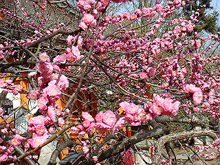 dsc01781_thumb.jpg