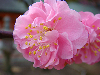 dsc01783_thumb.jpg