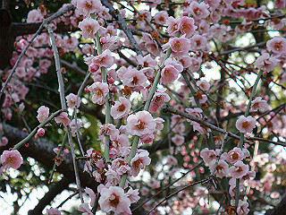 dsc01794_thumb.jpg