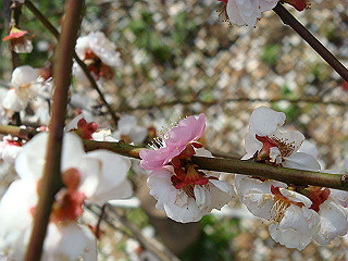 dsc01802_thumb.jpg