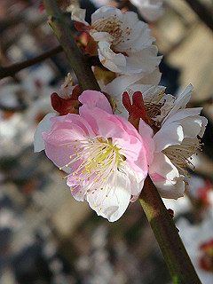 dsc01803_thumb.jpg