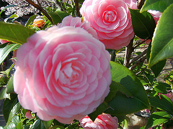 dsc01946_thumb.jpg