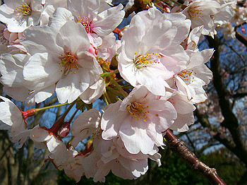 dsc01984_thumb.jpg