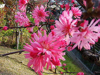 dsc01986_thumb.jpg