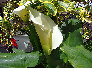dsc02080_thumb.jpg