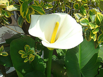 dsc02081_thumb.jpg