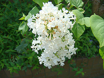 dsc02087_thumb.jpg
