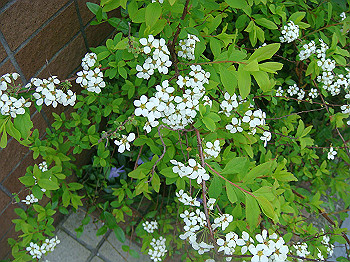 dsc02088_thumb.jpg