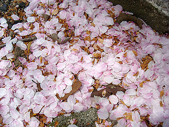 dsc02105_thumb.jpg
