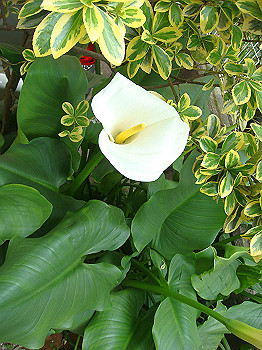 dsc02122_thumb.jpg