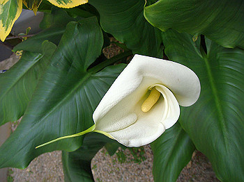 dsc02123_thumb.jpg