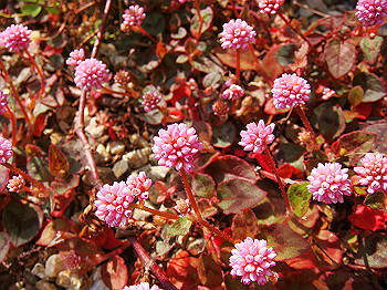dsc02174_thumb.jpg