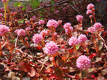 dsc02175_thumb.jpg