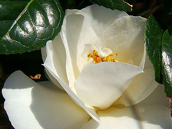 dsc02176_thumb.jpg