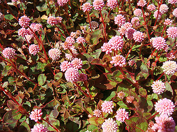 dsc02179_thumb.jpg