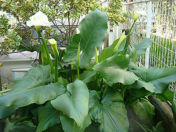 dsc02307_thumb.jpg