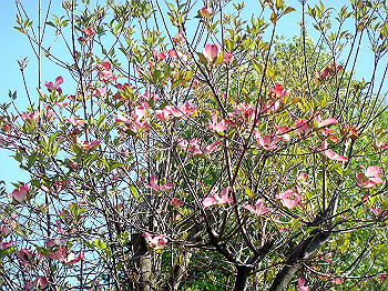 dsc02329_thumb.jpg