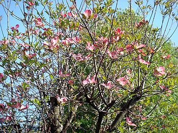 dsc02330_thumb.jpg