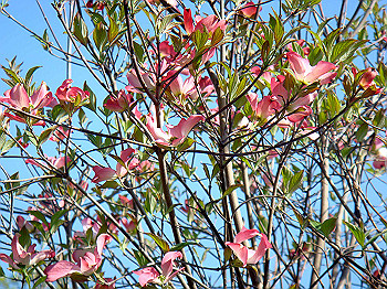 dsc02332_thumb.jpg