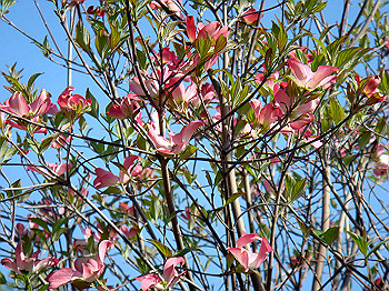 dsc02333_thumb.jpg