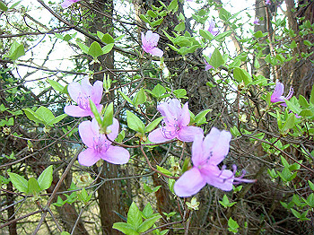 dsc02344_thumb.jpg