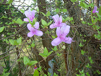 dsc02349_thumb.jpg