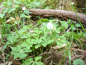 dsc02367_thumb.jpg