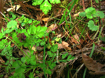 dsc02372_thumb.jpg