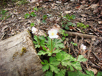 dsc02373_thumb.jpg