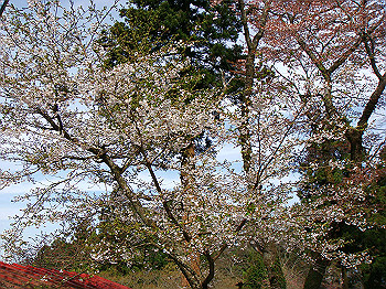 dsc02393_thumb.jpg