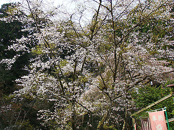 dsc02394_thumb.jpg