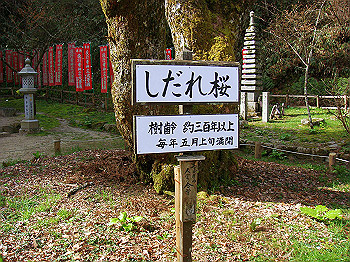 dsc02397_thumb.jpg