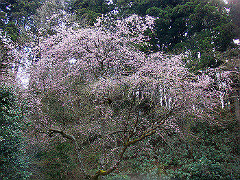 dsc02400_thumb.jpg