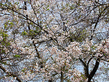 dsc02412_thumb.jpg
