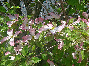 dsc02439_thumb.jpg