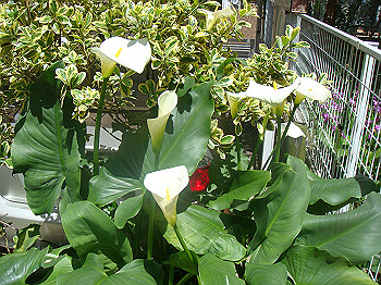 dsc02443_thumb.jpg